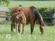Feeding The Broodmare