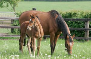 Feeding The Broodmare