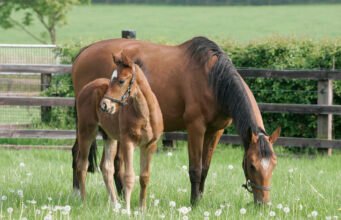 Feeding The Broodmare