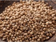 Medicinal benefits you get from coriander seeds coriander seeds